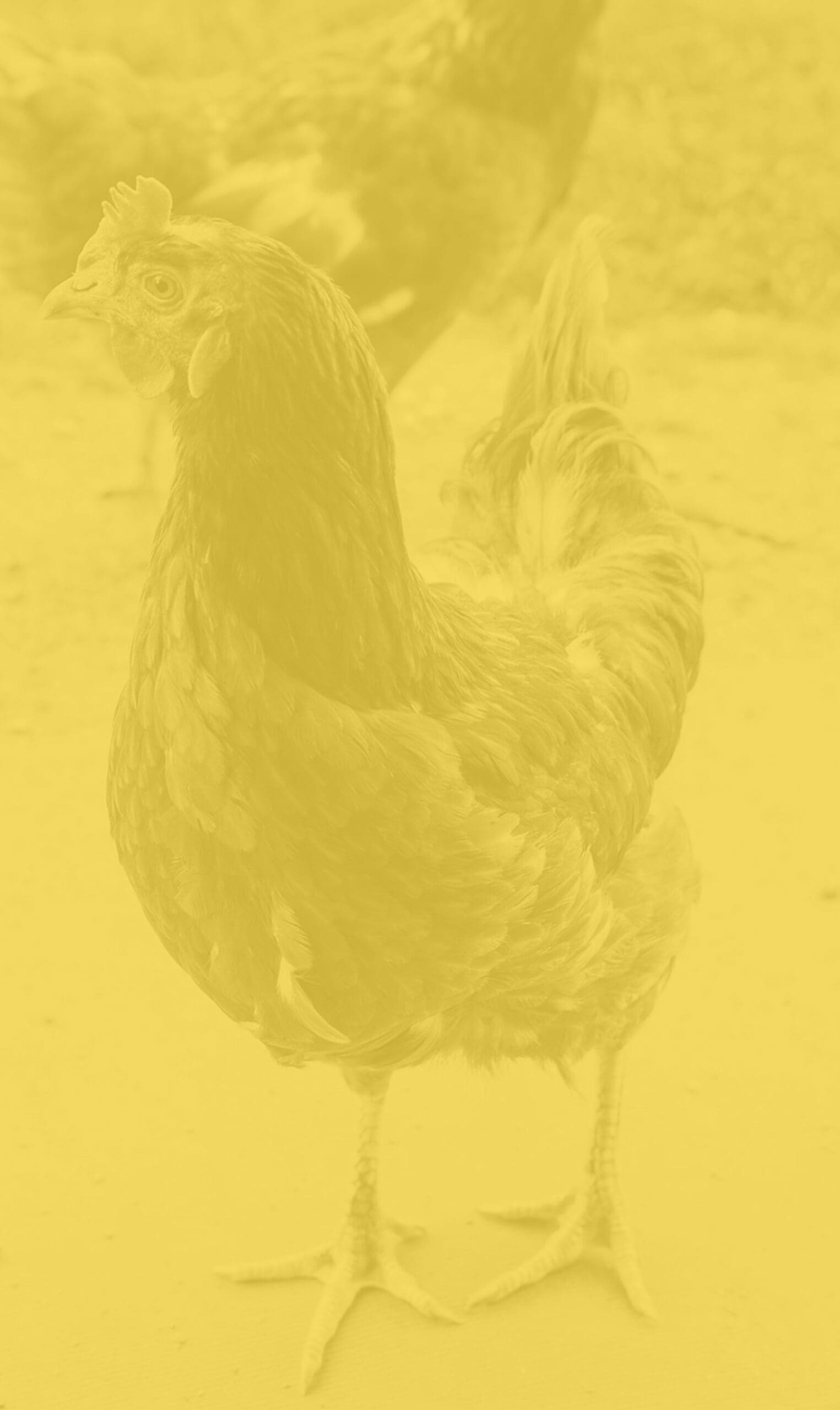 Restaurant Branding - Howdy Hot Chicken Background