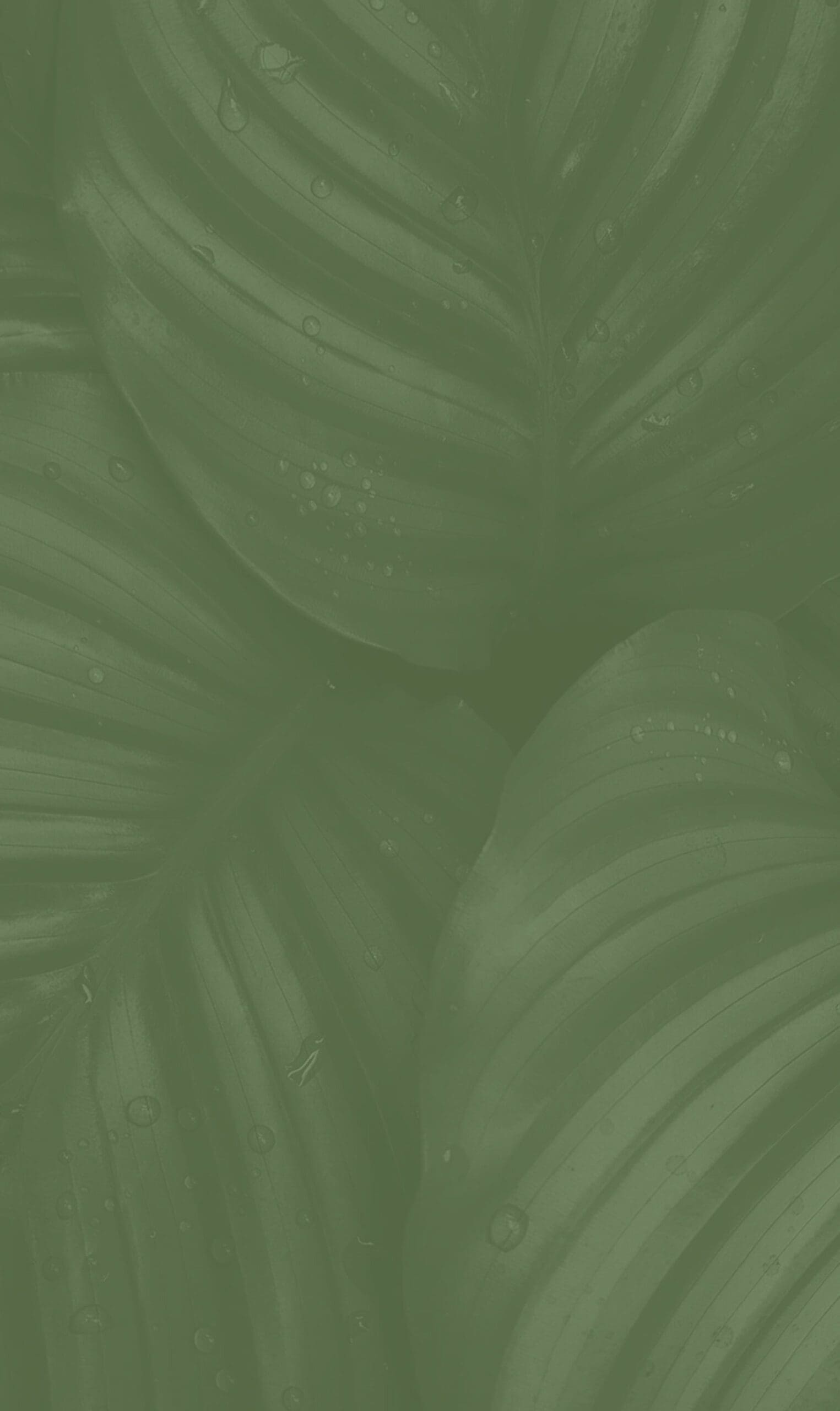 Restaurant Branding packages graphic for brand development